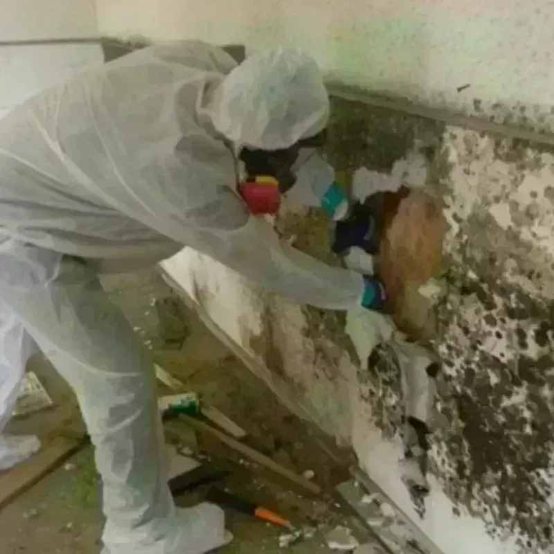 Mold Remediation and Removal in South Jacksonville, IL